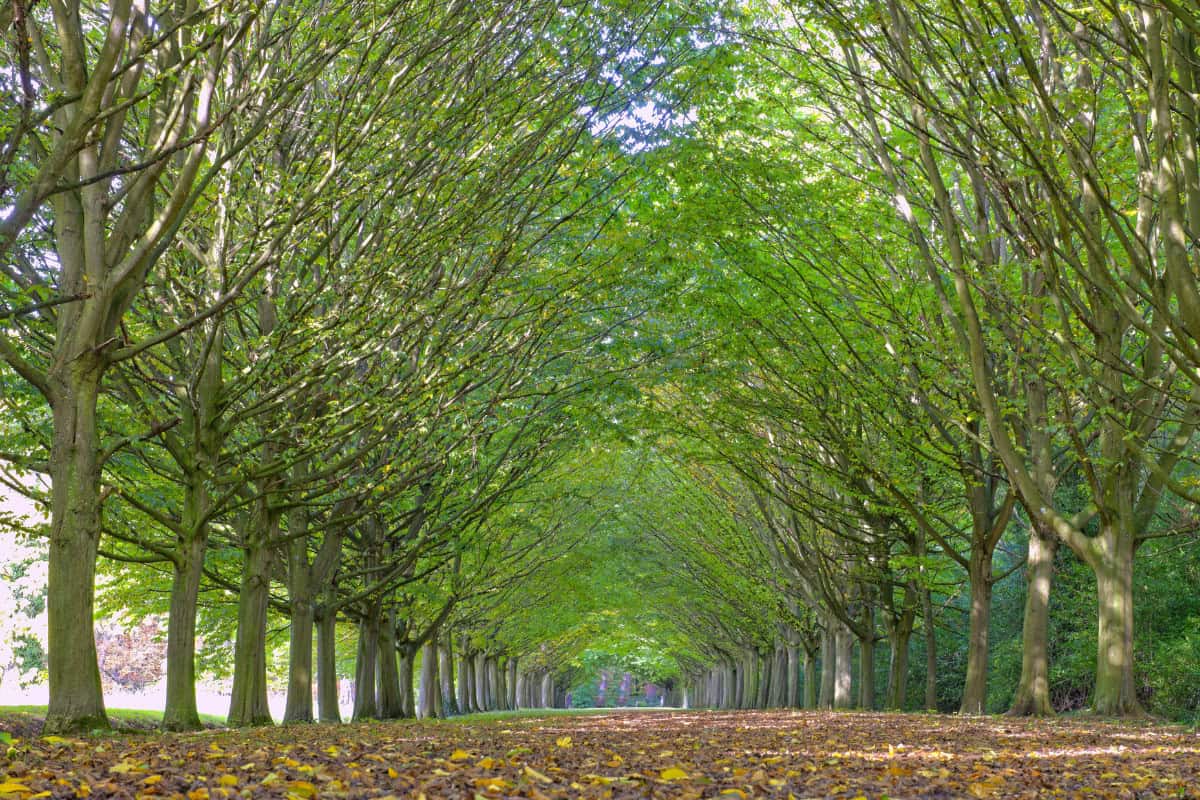 Image of a road flanked by Hornbeam trees in fall.