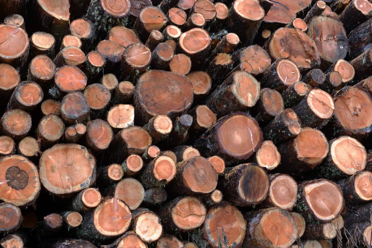 Image of stacked unseasoned larch logs for a post on UK firewood prices.